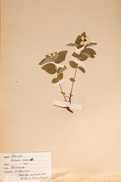 Pressand växt, foto Göran Dahlin