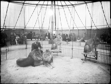 Svartvit gammal bild av lejonburen på Cirkus Zoo. Fyra lejon och en lejontämjare är inne i buren.