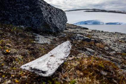 En skidspets som ligger på mossan på Låktaplatån. I bakgrunden syns en glaciär.