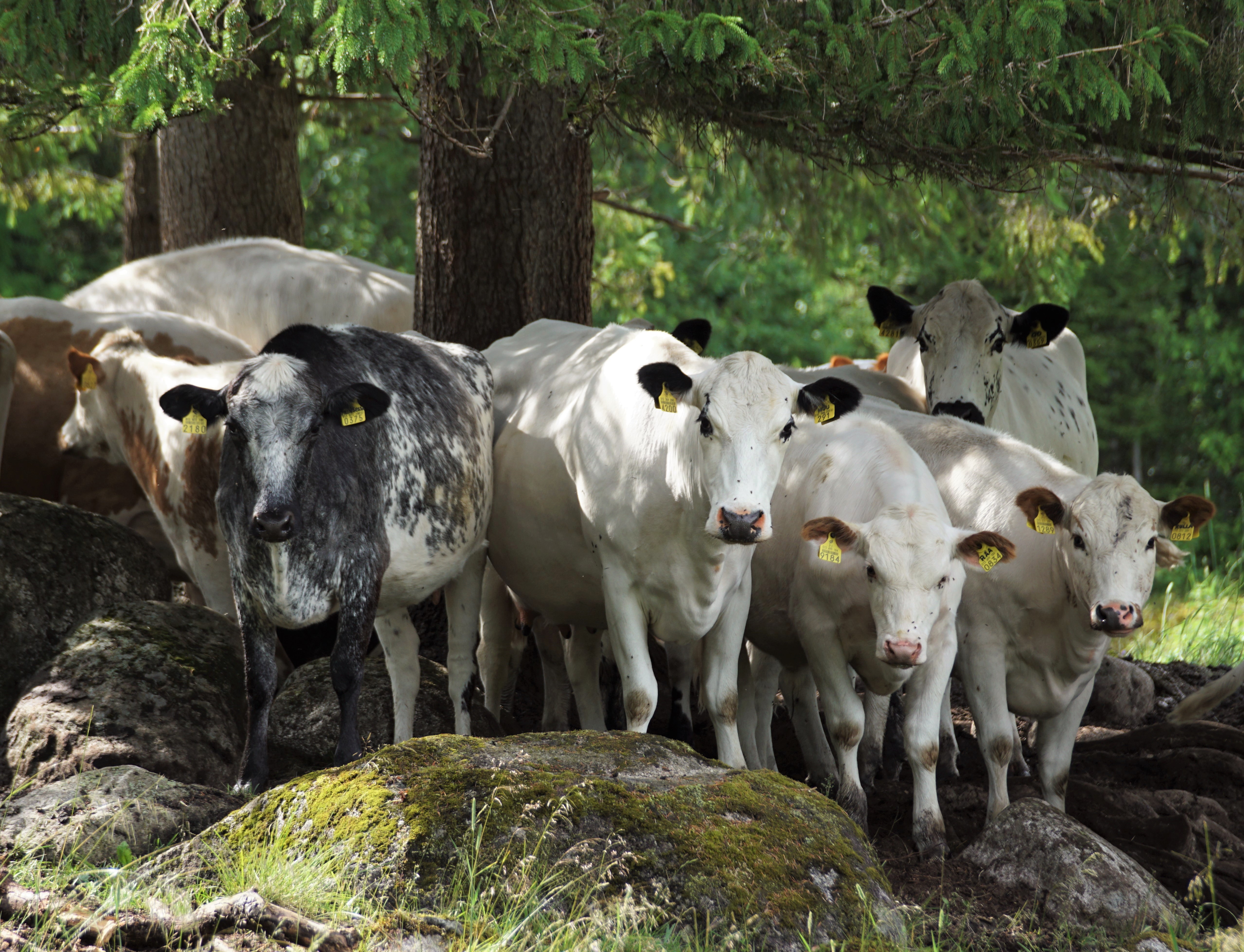 'Fjällkor som står i skuggan under ett träd i en stenig hage och tittar mot kameran. Det är sommar.'