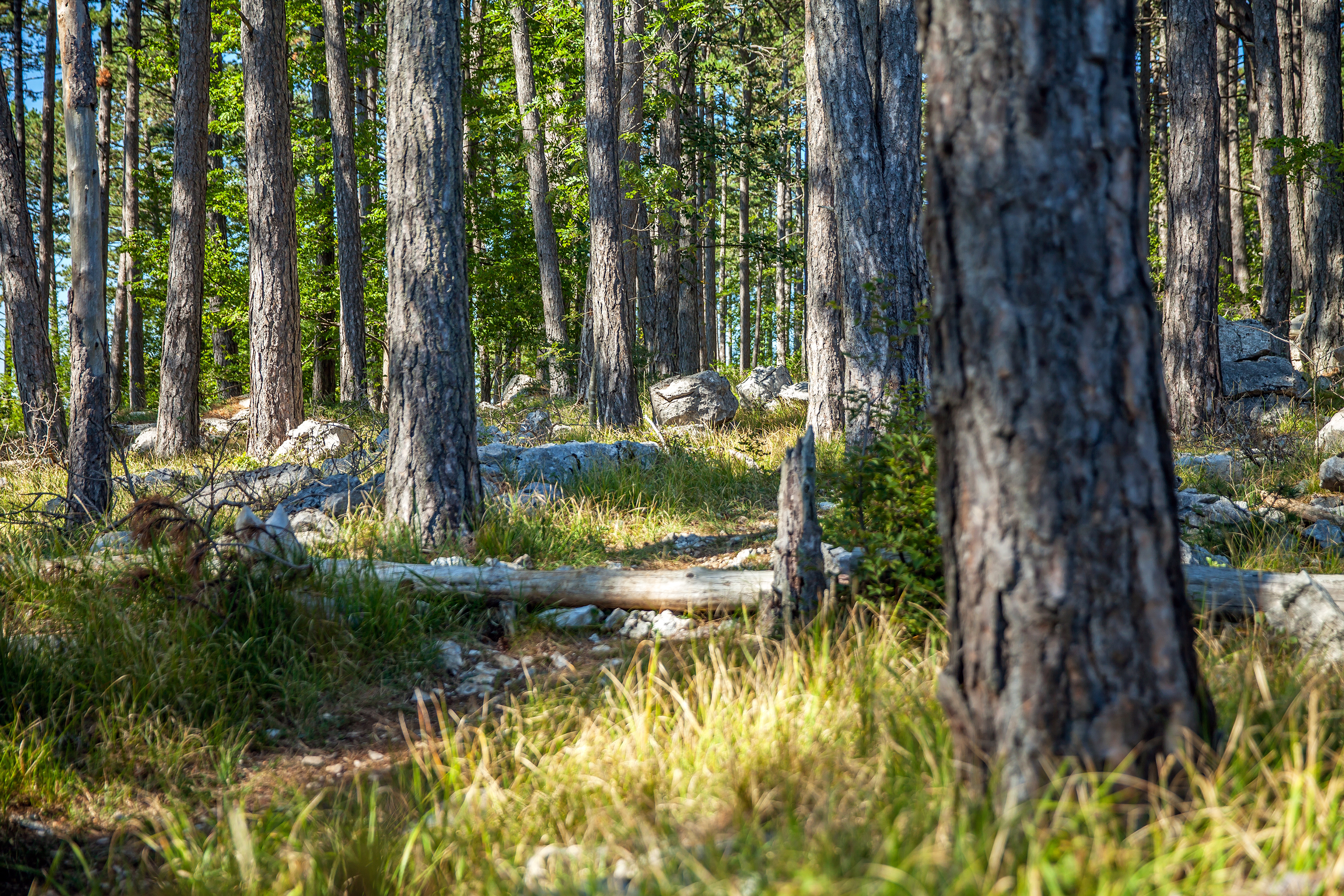 Forest in sunny weather, with tree trunks and rocks.